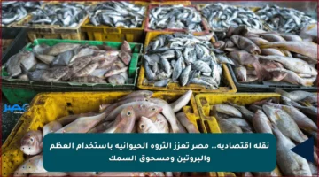 نقلة اقتصادية.. مصر تعزز الثروة الحيوانية باستخدام العظم والبروتين ومسحوق السمك